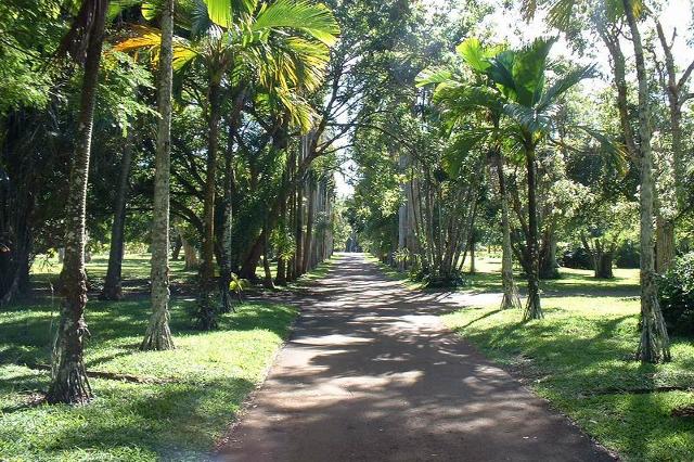 Jardin de Pamplemousse