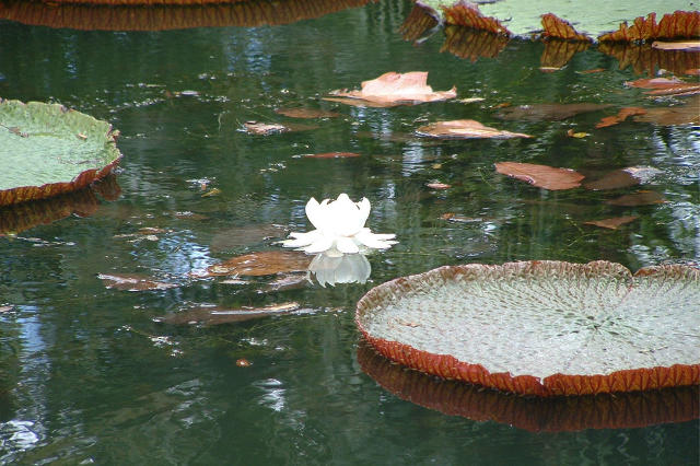 Jardin de Pamplemousse